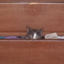 blcksh33p1987 avatar