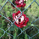 bleedingembers avatar