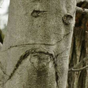 blessedgremlin avatar