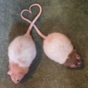 blessobsession avatar