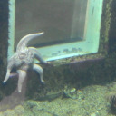 blind-as-a-blind-person avatar