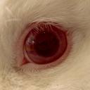 blindingbehemoth avatar