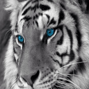 blink-blink-huh avatar