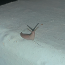 blinkies4worm avatar