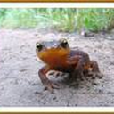 blissedasanewt avatar