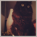 blissful-n0mad avatar