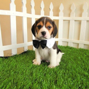 blissfulbeagles avatar