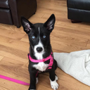 blissfullyxbliss avatar