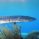 blithebarracuda avatar