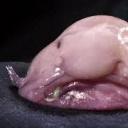 blobbyblobblobblobblob avatar