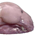 blobfish-whisperer avatar