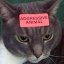 blocklockkitties avatar