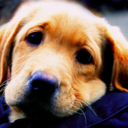 blog-for-dogs avatar