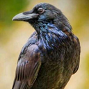 blog-of-the-raven avatar