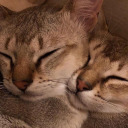 blog-z-cytatami avatar