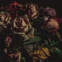 bloggirassoisazuis avatar