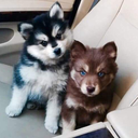 blogmemeworld avatar