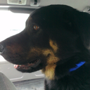 blogrunbydogs avatar