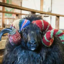 blogsonthefritsnfribbles avatar