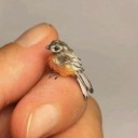 blood-red-hummingbee avatar