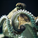 bloodandgrace avatar