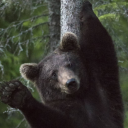 bloodclaw-mcshawty avatar