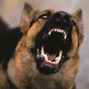 bloodcoveredteeth-blog avatar