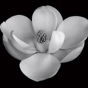 bloodmagnolia avatar