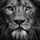 bloodmoon-0666 avatar