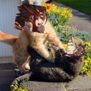 bloodsoakedlionsrevenge avatar