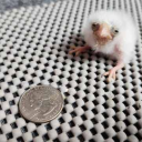 bloodsportandpain avatar