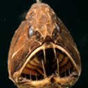 bloodstainbowbarnacle avatar