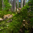 bloodstained-porcelain-doll avatar