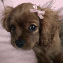 bloodstaineddaughter avatar