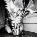 bloodstainedguitar avatar