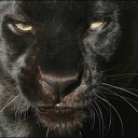 bloodtearsngold avatar