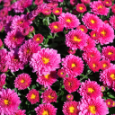 bloodymindedpansy avatar