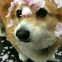 bloodyscarlet000 avatar