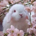 bloodytrapprince avatar