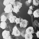 bloodyvalentiane avatar