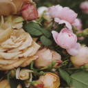 bloomblossoms avatar