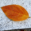 blooming--shadows avatar