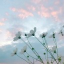 blooming-poppy avatar