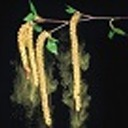 blooming-trees avatar