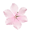 blooming4u avatar