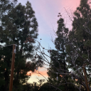 bloomingburning avatar