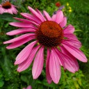 bloomingconflagration avatar