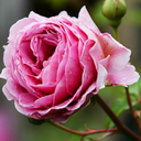 bloominggprincess avatar