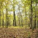 bloomingpresent avatar