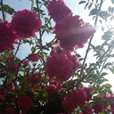 bloomingwithin04m-blog avatar